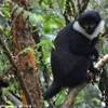 Foresta della Nyungwe, la scimmia di montagna RUANDA 