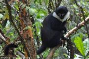 Foresta della Nyungwe, la scimmia di montagna