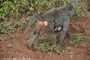 primi incontri nel parco Akagera
