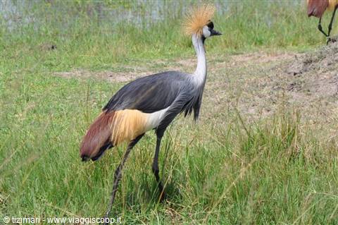 parco Akagera, gru coronata