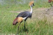 parco Akagera, gru coronata
