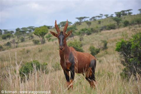 L'antilope di Roan, Akagera NP