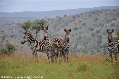 ... e non potevano mancare le zebre, Akagera NP