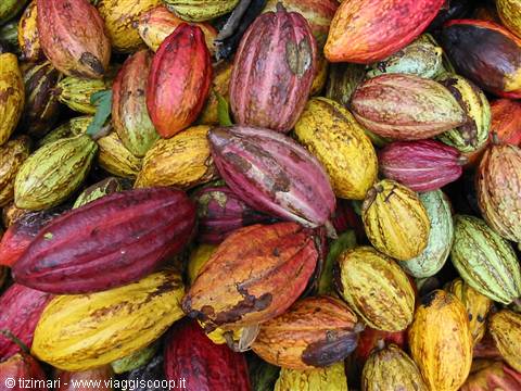 cacao
