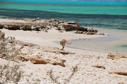 Ningaloo