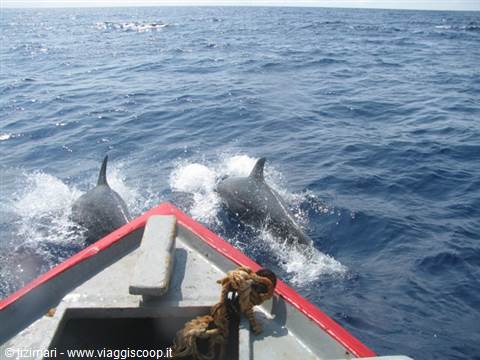 uscita in barca per l'avvistamento di delfini