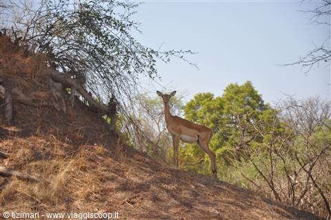 South Lwangwe National Park