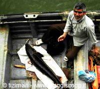 Pesca allo storione