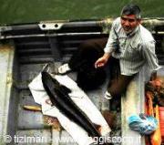 Pesca allo storione