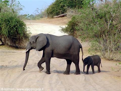 Parco del Chobe