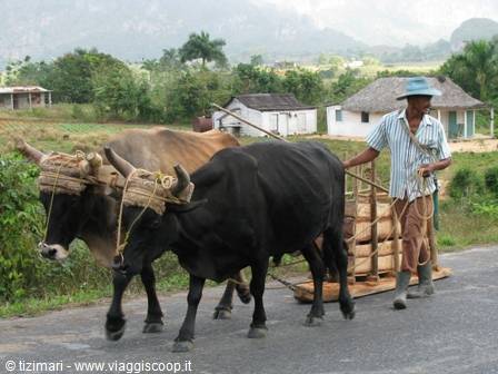 Vinales