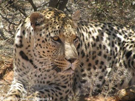 Leopardo