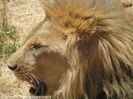 leone