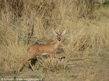 antilope