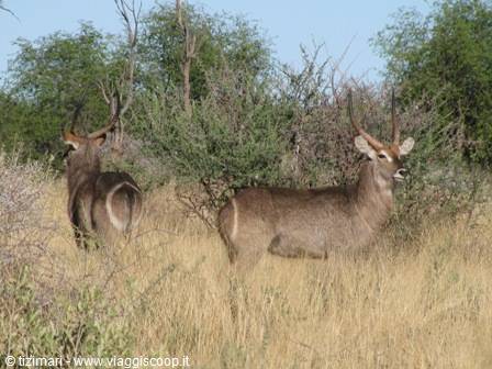 waterbuk o antilope d'acqua