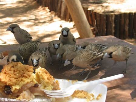 compagni di merenda a Solitaire