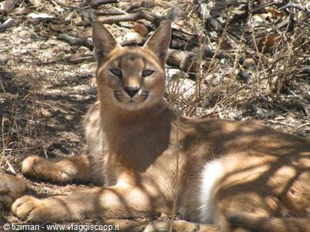 Na an Ku se - Caracal