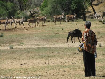 a piedi nel Daan Viljoen Game Park