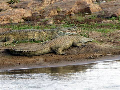 Tsavo est cocodrilli in attesa di prede