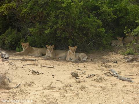 Tsavo Ovest dei leoni a riposo 