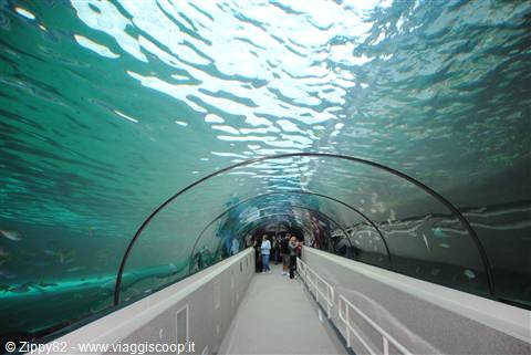 Lo splendido acquario di Sidney