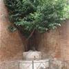La contrada della Foresta ITALIA 