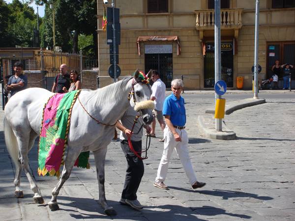 Lo sfortunato cavallo del Drago che arriverà terzo ma scosso