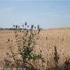 Spettacolari scorci della campagna toscana ITALIA 
