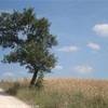 Spettacolari scorci della campagna toscana ITALIA 