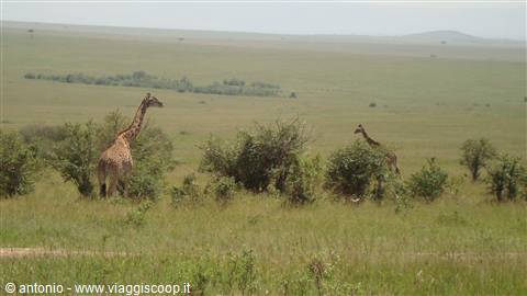 Masai Mara