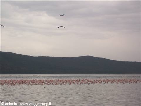 Nakuru