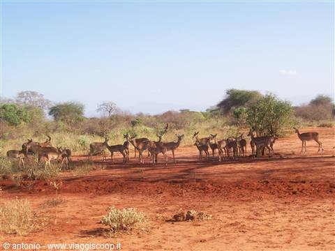 Tsavo West