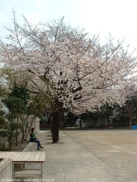 lo spettacolo dei sakura