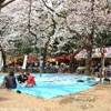 picnic a ueno  GIAPPONE 
