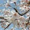 ... GIAPPONE 