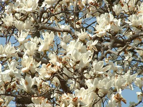 fiori a go go