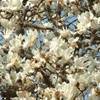 fiori a go go GIAPPONE 
