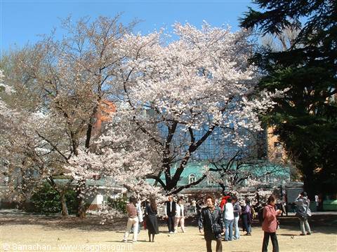 ultimo giorno a tokyo:Shinjuku Gyoen!