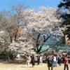 ultimo giorno a tokyo:Shinjuku Gyoen! GIAPPONE 