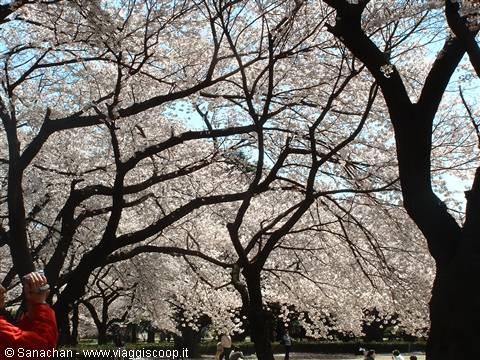 tokyo ci saluta così...