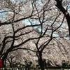 tokyo ci saluta così... GIAPPONE 