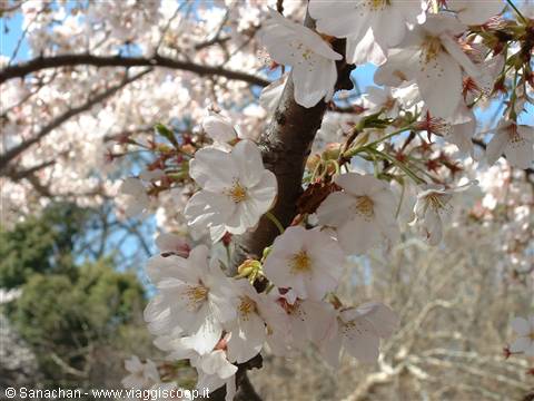 shinjuku gyoen