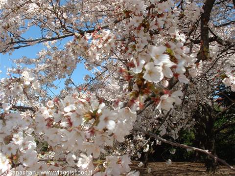 shinjuku gyoen