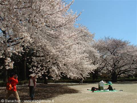 shinjuku gyoen