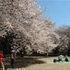 shinjuku gyoen GIAPPONE 