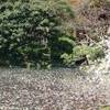 il vento staccava i petali che si posavano sull'acqua...nevicava rosa!!! GIAPPONE 
