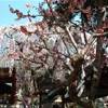 sakura e non GIAPPONE 