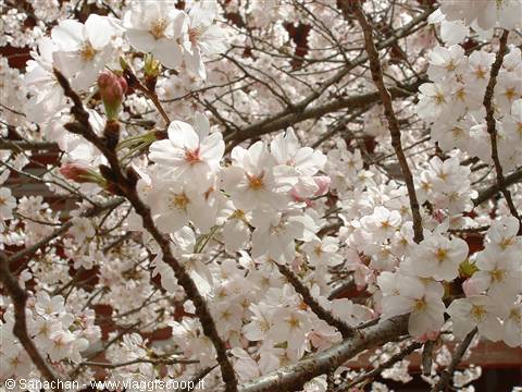 i sakura ci seguono ovunque..