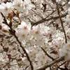 i sakura ci seguono ovunque.. GIAPPONE 