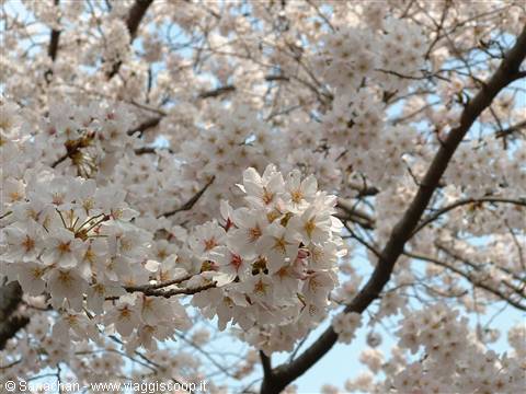 lo so che ho rotto con questi sakura ^_^